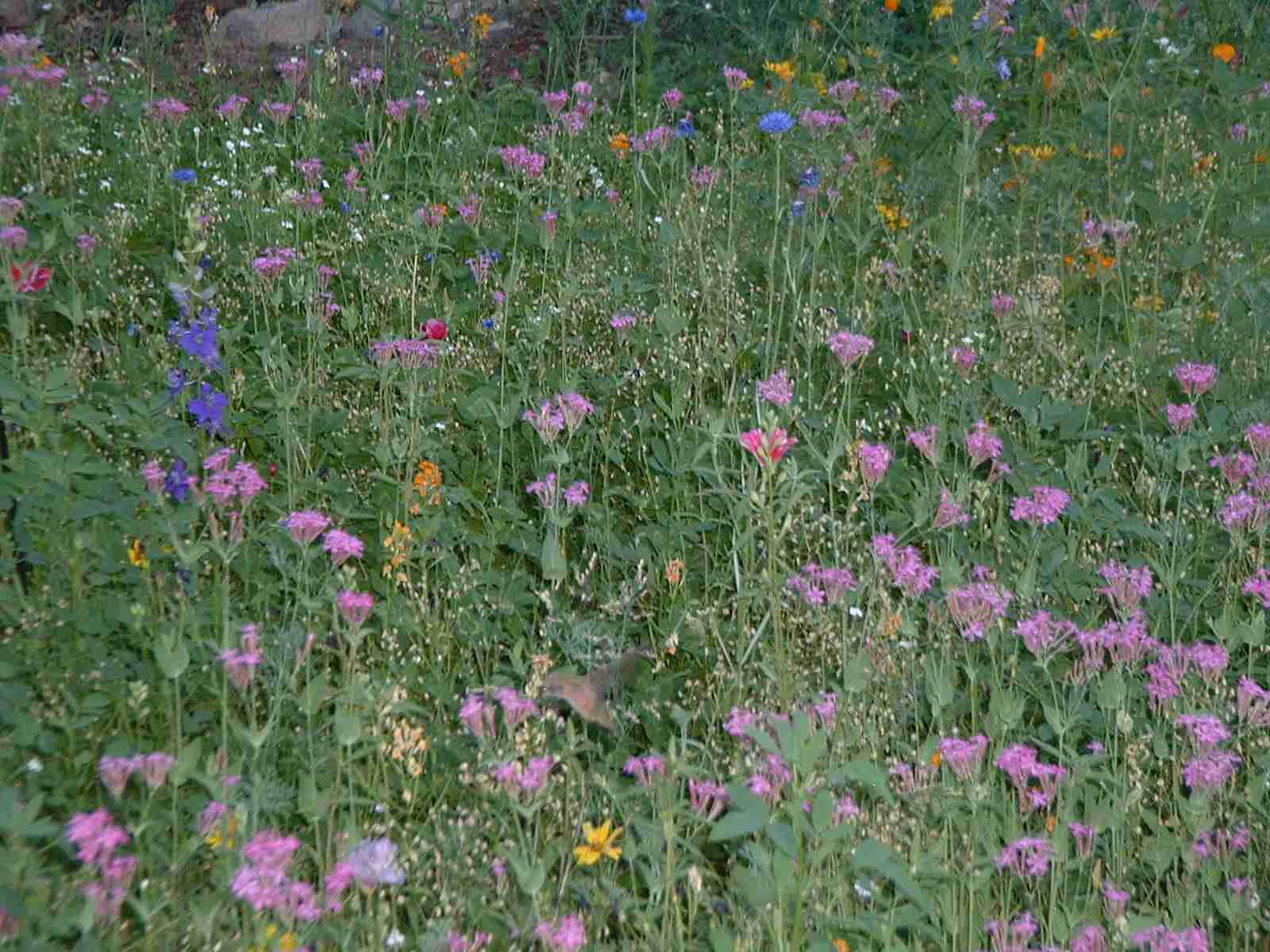 Wildflower Mix with hummingbird